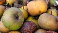 bioodpad apples-7464059 1280